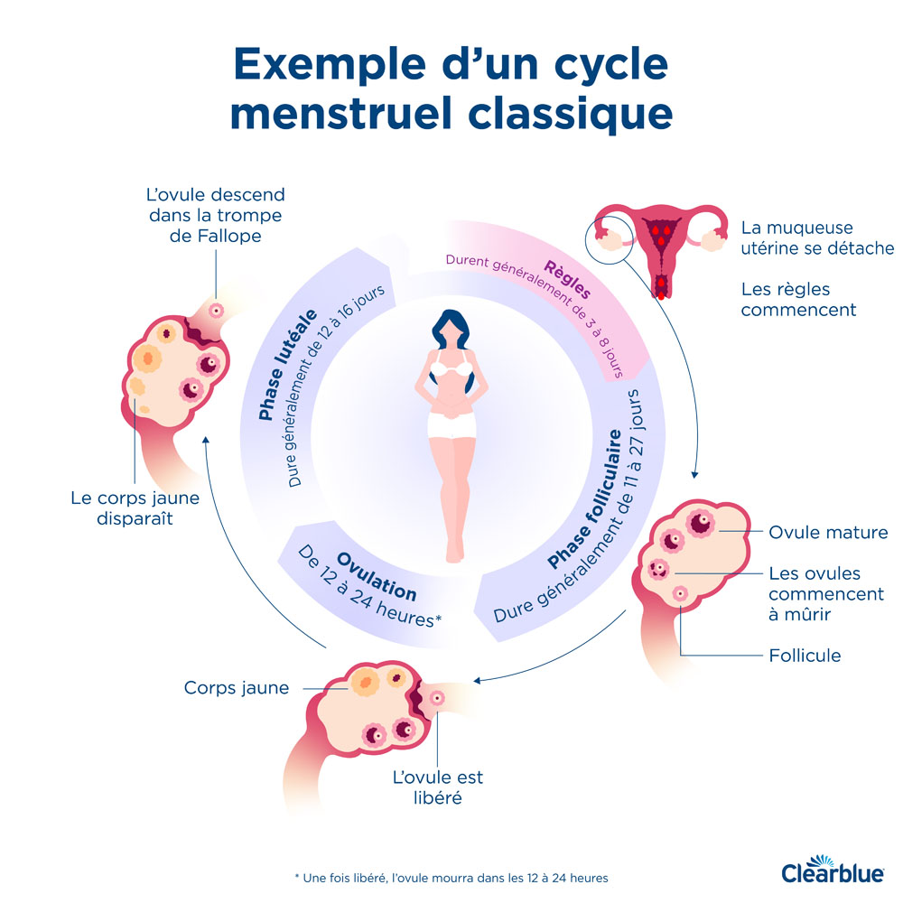 Fases Del Ciclo Menstrual Ovulaci N Femme The Best Porn Website