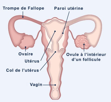 Le processus d'ovulation pendant votre cycle menstruel