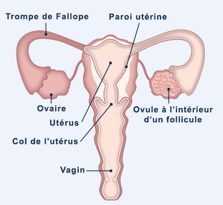 Woman reproductive organs